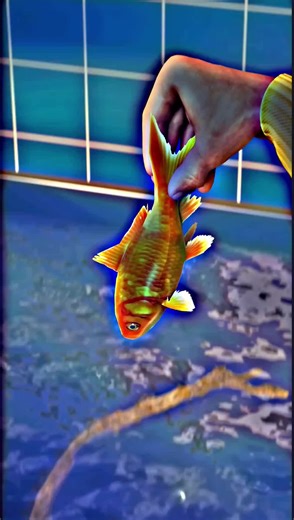 Goldfish's Incredible 7-Year Survival Story