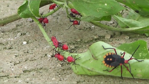 1分钟大自然---昆虫
