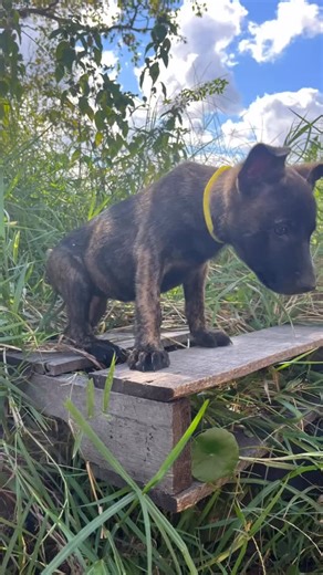 Fortress K9 Puppies - GSD, Malinois, Dutch Shepherd Puppies on Instagram