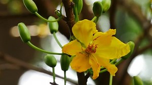Hoa Mai tree (Ochna Integerrima) flower, traditional lunar new year in Vietnam.