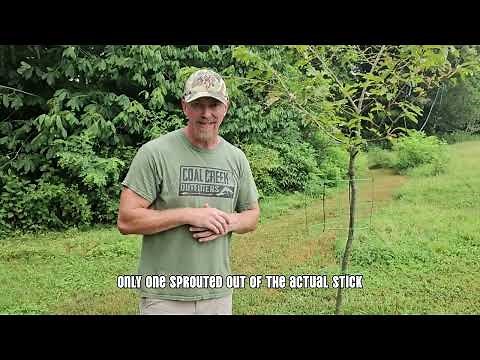 Trees from Whitetail Hill Chestnuts