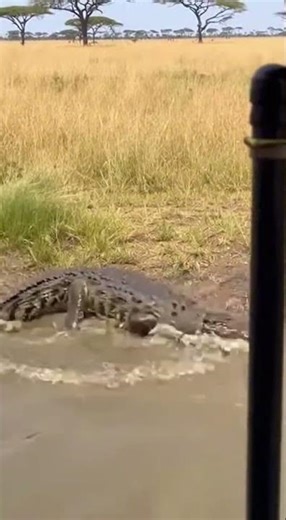 Crocodile Regrets Attacking Porcupine Instantly