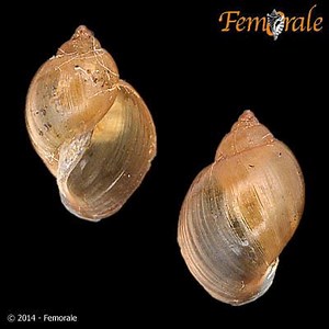 Lymnaea acuminata - Alchetron, The Free Social Encyclopedia