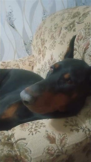 Displeased & Soft Whining. ASMR Doberman