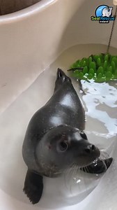 #tbt Ili Pika is not sure what to make of her snuffle board enrichment!🐟😂 | Seal Rescue Ireland