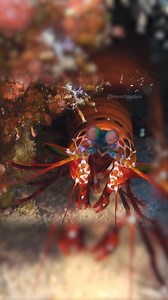 52K views · 395 reactions | Mantis Shrimp #Odontodactylus #scyllarus #shrimp #fish #mantis #underwater #nature #wildlife HA54882 | HAWI Studios | Facebook