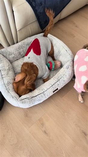 secondsunrisedogrescue (@secondsunrisedogrescue)’s videos with Sweater Weather - Saturday Night Live - SNL