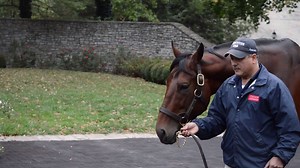 With his first season at stud in the books, we visited Ashford Stud to see how American Pharoah has taken to his new career. | Horse Network - Racing