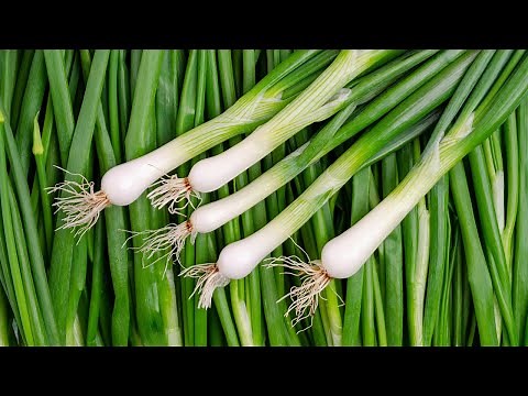 How to Grow Green Onions from Seed - Easy Steps for a Continuous Harvest