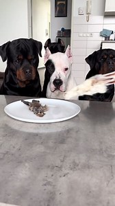 185K views · 1.5K reactions | Today for a snack - rabbit ears #rottweiler #canecorso #dogoargentino #snacks #fyp #dog #foryou | Julie Harris | Facebook
