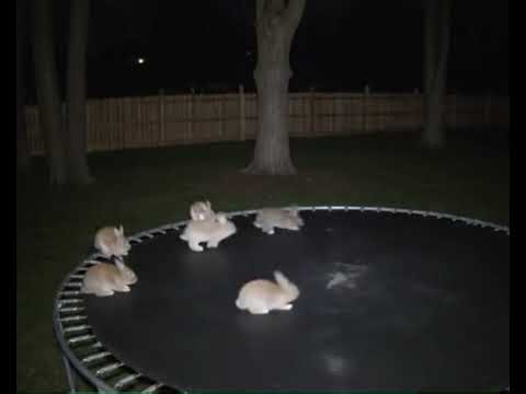 Bunnies Escape and Bounce on Trampoline – Caught on Camera | AI Bunnies Jumping on a Trampoline Video