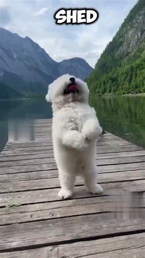 7 Amazing Facts About the Bichon Frise You Didn’t Know! #dog #puppy