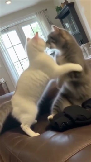 Milo meets another lover #amazing #adventure #lover #milo #white #weird