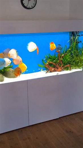 My house move realy has messed up my discus tank. Just glad Ive kept these old videos. All I can do is keep going. Its getting better but some of the fish issue I dont think are reversible. #aquarium #discus #fishtank | Discus Switch