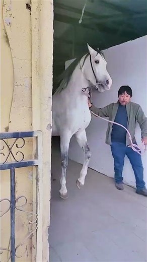 My brother Jun has the guts to not dare to confront the enchantrees head on