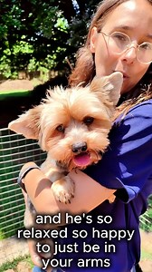 05/12 PUPDATE: Tweedy has been adopted 🎉❤ 💙 Meet Tweedy – Our Blue-Eyed Heartbreaker! This stunning 7-year-old Merle Yorkie is full of love, personality, and charm. Tweedy is affectionate, social, and happiest in a home with a yard where he can chat about life. Not a fan of cats, but absolutely a fan of YOU. 🏡 Ready to adopt this one-of-a-kind boy? 🔗 Learn more & apply: https://gauteng.yorkierescue.co.za/2025/10/blue-merle-yorkie-tweedy.html WA 071 489 2917 | Yorkie Rescue South Africa - SA 