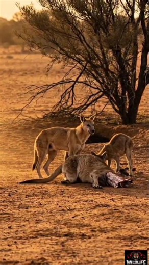 "Can a Dingo Actually Take Down a Red Kangaroo?" #Dingo #wildlifedocumentary #australianmammals