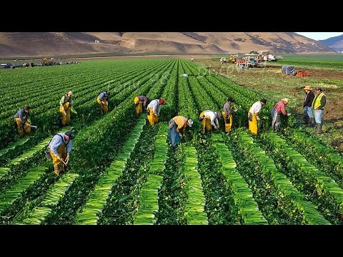 American Harvest 2023 - Mass Harvest Thousands Of Tons Of Fruits And Vegetables
