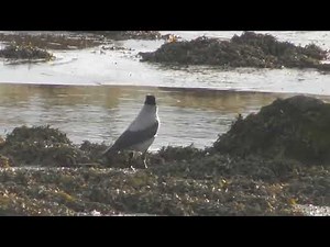 HOODED CROW - Strolling by the River