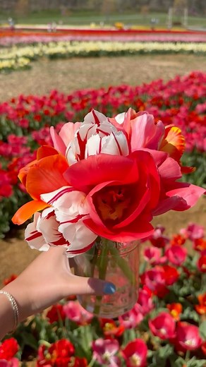 CAN’T MISS TULIP FIELD🌷 Walk through rows of tulips and pick your own flowers at Oakes Farm in Corryton, TN — less than 30 minutes from Downtown Knoxville. 💐 Lots of chances for beautiful photos! 📸 Make sure to stay tuned to @oakesfarm for all the latest updates on dates and times! ✨ #TulipFestival #KnoxRocks #KnoxvilleFarm #KnoxvilleTulips #OakesFarm | Visit Knoxville