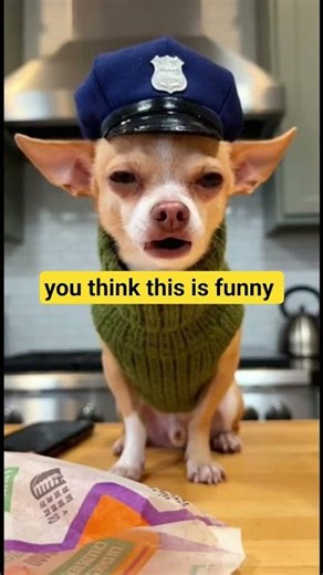 porch pirate dog calls the police #shorts #dog #funny #police #perros