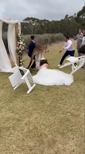 Shocking Kangaroo Attack Erupts at Outdoor Wedding