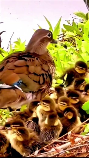First Swim Lesson | Mother Duck Teaching Her Ducklings to Survive