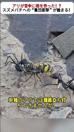 アリが空中に橋を作った！？ スズメバチへの“集団反撃”が始まる！ #アリの戦術 #自然界の戦い #スズメバチ対アリ #昆虫の知能 #驚きの生態系