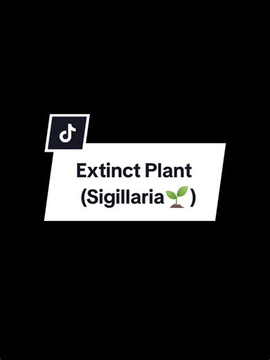 Discover Sigillaria: The Giant Prehistoric Lycophyte