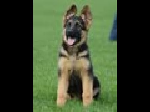 Puppy Training - Positive Method - 3 months old German Shepherd Dog / K9 Ambassador