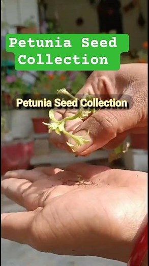 Petunia Seed Collecting | How to Collect Petunia Seeds at Home #shorts #garden #viral