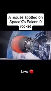 3.2M views · 918 reactions | #spacex #mouse #rocket #space | Hidd3ndocs | Facebook