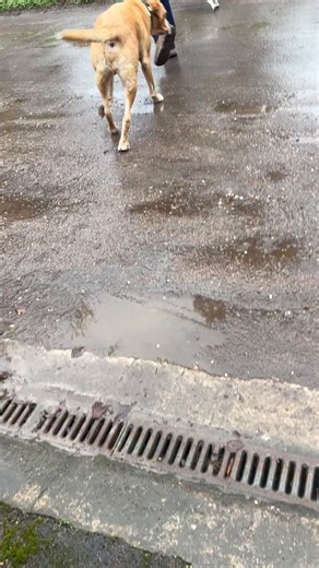 That dog!!!! I am telling you he knows how to put on a show!!!! He was not keen on being out and I felt awful as he hates to wear jackets these days and it’s raining. He walked in the house really slowly with his head down, tail up his arse and almost hunched . I thought he was wet and needed a quick dry and some chick chick . A knock at the door and he sees Antie Tina , Camera and Action🎬📽️🎦 He shot off full of the joys of spring bouncing as you can see and full of joy and happiness!!!! How 