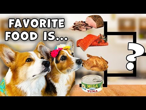 The Great Corgi Taste Test!