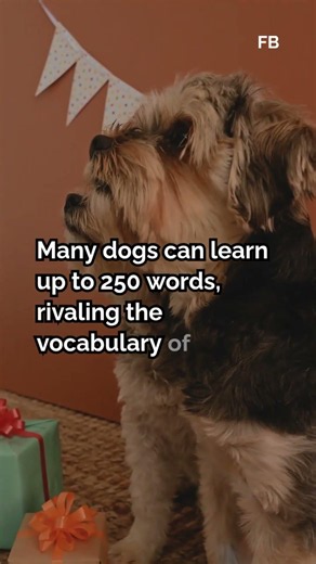 Mind-Blowing Facts About Dog Intelligence That Will Surprise Every Dog