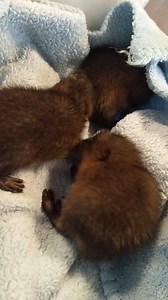 ♥️ 2 week old baby muskrats ♥️ They just ate their bottle and it takes forever for them to settle down and go to sleep. #imnottired #sosquirmy | Izzie's Pond