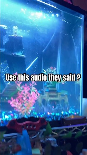 Let’s see if it works… #shortsfeed #tanksetup #aquarium