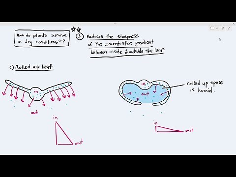 7-6 Adaptation of Xerophytes in Reducing Transpiration Rates (Cambridge AS A Level Biology, 9700)