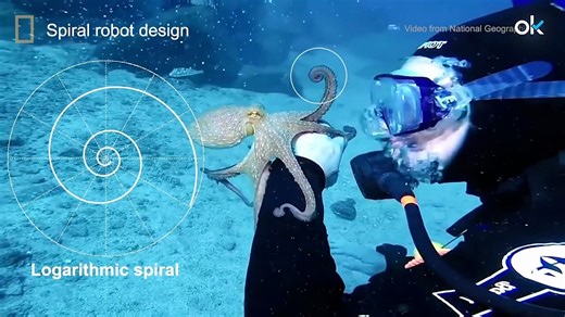 Te contamos qué son los SpiRobs, la nueva generación de robots inspirados en la naturaleza