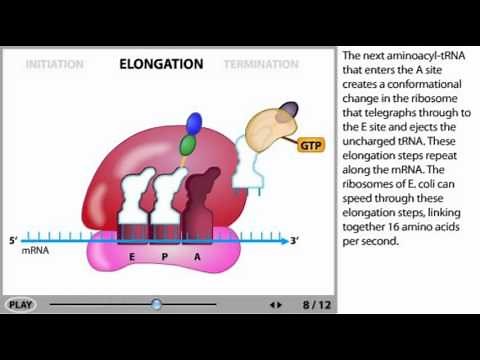 Protein Synthesis Animation