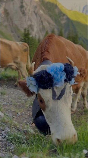 The Most Spectacular #Cow Ascent in #Switzerland 🐄⛰️ | #Engstligenalp