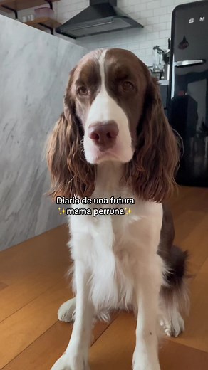 Diario de una futura mamá perruna: Preparando el nido para mis bebitos 🐶🤰🏽❤️