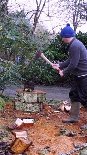 Lumberjack chopping up a cherry tree with an axe