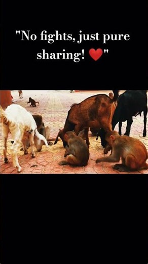 Hardest lesson shared by animals! 🥺❤ #shorts #viral #emotional