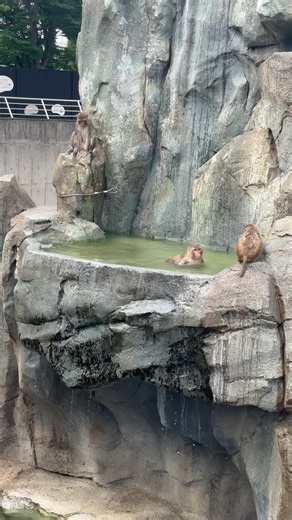 あかげ365もプール開きはじまってます #東武動物公園 #animals #動物 #あかげ365 #アカゲザル #プール開き