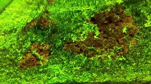 14K views · 176 reactions | Our Magical Tree after maintenance. Dead bonsai tree with Bolbitis heteroclita difformis. #Aquaflora #FAAO #Aquascaping #Planted #Aquarium #Aquatic #Plant #Freshwater #aquascape #Plantedtank #plantedaquarium | Aquaflora | Facebook