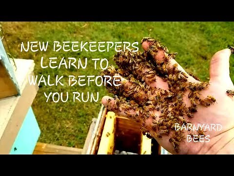 New Beekeepers Learn To Walk Before You Run