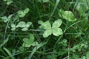 Ever Wondered Why Four-Leaf Clovers Are Considered Lucky? We Looked Into It