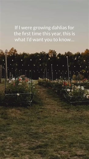 First: don’t believe everything you see on the internet. A lot of information can be antiquated - if you do look anything up, make sure it’s updated. You do not need every fancy tool, every fertilizer, or a perfectly mapped-out garden to grow beautiful flowers. If you’re just starting, focus on the basics: good soil, as much sun as you can give them, and decent drainage. That’s it. That’s the core. Take your time learning. You don’t have to memorize every variety or get it all ‘right’ in one sea