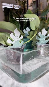 Do you prefer top or bottom watering? I do a mix of both 🙌 These biodegradable moisture meters are perfect for beginner plant people or when you get a new plant. When they are white - the soil is dry & its time to water 💦 They break down over a few months time & you can replace them. I find that by that time I usually have a really good sense of when the plant needs to be watered Comment METER & I’ll send you the details I’m using @instantplantfood to feed my plants monthly (code MARIAHGROWS) 